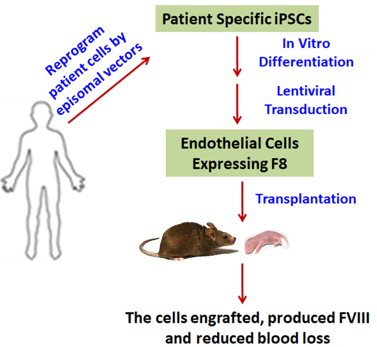 Induced Pluripotent Stem Cells Show Success in Treating Hemophilia A in Mice
