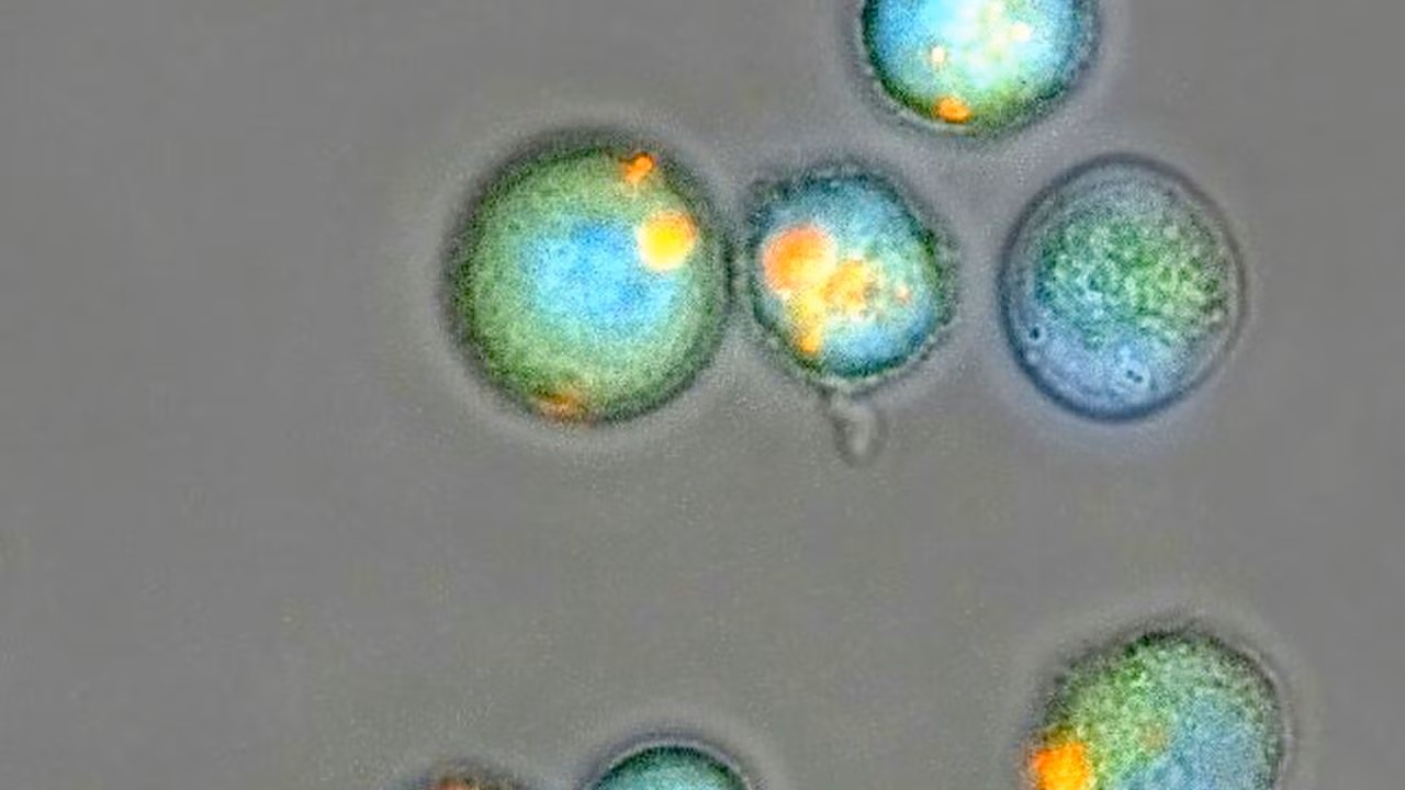 Microscope photo of blue and yellow stained cells against gray background