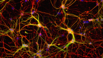 Happy Neurons 2014